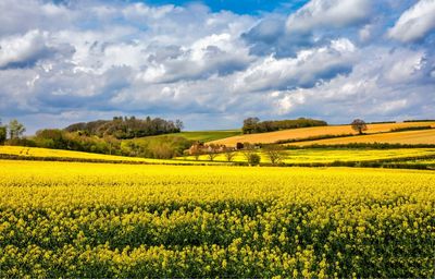 European Rapeseed Has Been Locked in a Range Since March 2024. Is This Time Different?