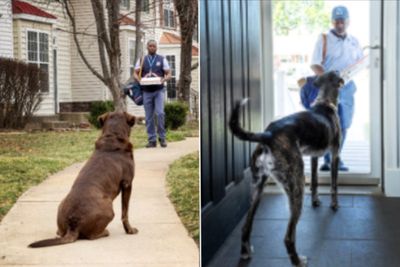 Dog attacks on USPS workers have reached a seven-year high. And one region is leading the way