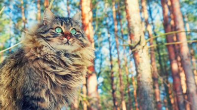 9 of the oldest cat breeds still in existence