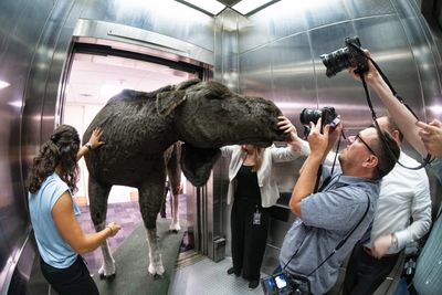 If you move a moose through the Senate - Roll Call