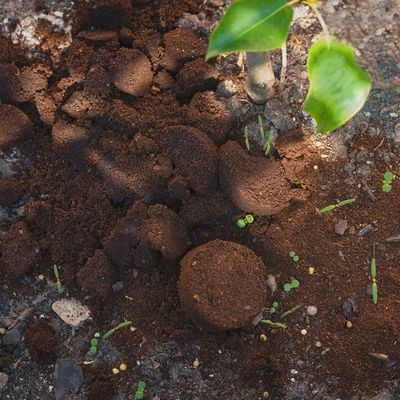 4 places in a garden you should never use leftover coffee grounds – gardening experts warn that they'll do more harm than good