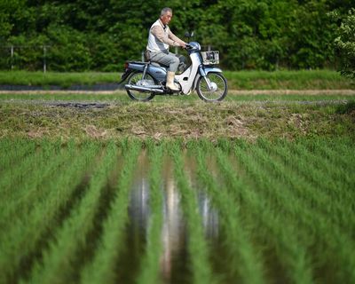 Against the grain: as prices and temperatures rise, can Japan learn to love imported rice?
