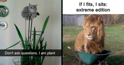 50 Hilariously Relatable Cat Memes That Are Probably Better Than Therapy