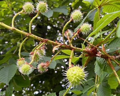 Country diary: A horse chestnut that knows a bit about risk and reward