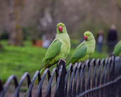 Birdwatch: the immigrant species bringing a splash of bright green to Britain