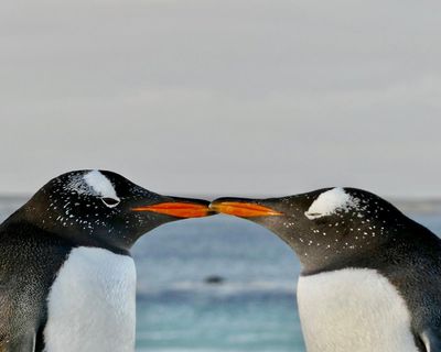 The Sexual Evolution by Nathan H Lents review – colourful tales of animal reproduction