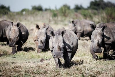 Dozens of white rhinos relocated from South Africa to Rwanda