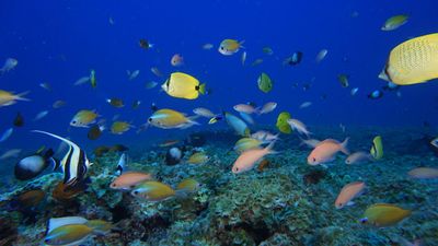 Niue, the tiny island selling the sea to save it from destruction