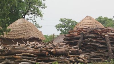 Illegal logging threatens livelihoods of hundreds of Ghanaian women