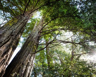 ‘Win-win’: new maps reveal best opportunities for global reforestation