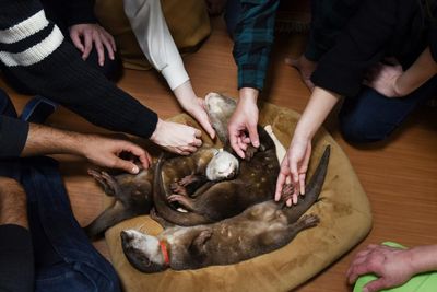 Otters posing for selfies in Japanese cafes may be linked to illegal trade, experts warn