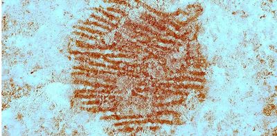 Oldest known human fingerprint discovered on ancient Neanderthal artwork – with help from Spain’s forensic police