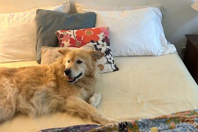 Should you let your pets sleep on the bed? Does it even matter what the experts say?