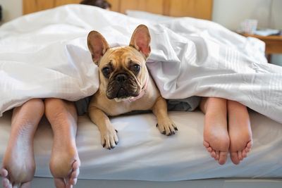 Should you let your pets sleep on the bed? Experts say it’s not that simple