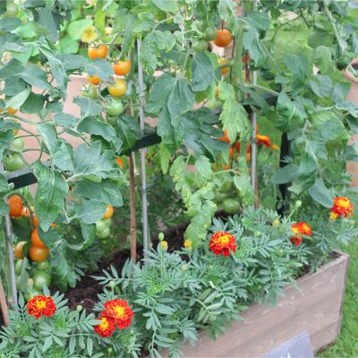 This easy-to-grow (and pretty!) flower could help you keep squirrels at bay in the garden – here's how to use it