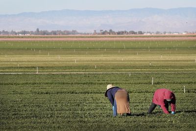 These foods are new to the ‘dirty dozen’ list of those with pesticide residue