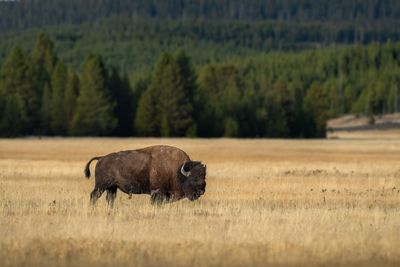 Bison gores man who got too close in Yellowstone national park