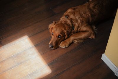 7 Dog Breeds That Are Not Meant for Busy People