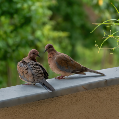 4 practical ways to attract birds to a balcony or urban garden, according to wildlife experts