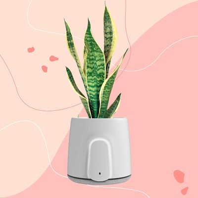 I tested a plant pot air purifier to help with my child’s allergies – it looks good and it’s incredibly effective