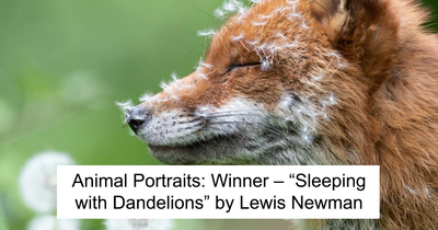 Annual British Wildlife Photography Awards Have Announced The Winning Images Of 2023 (21 Pics)