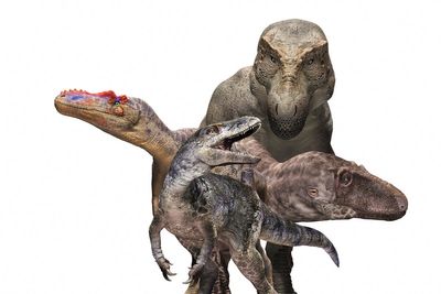 Dinosaur fossils found in 1970s are missing link in evolution of T rex