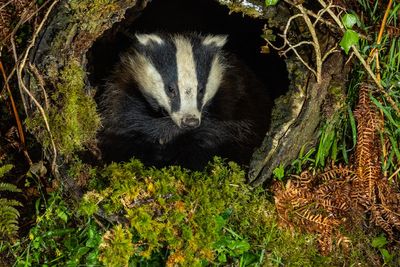 ‘Bombshell’ badger cull study review ‘disproves evidence’ used by governments to justify killings