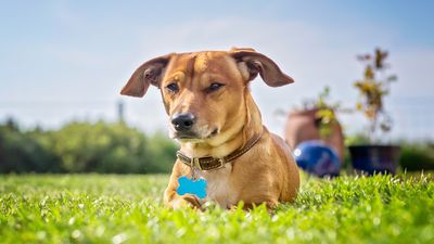 6 expert-approved tips to keep your pets safe in the summer heat