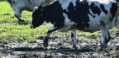 Extreme weather could send milk prices soaring, deepening challenges for the dairy industry