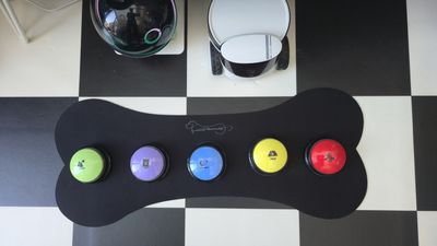 I taught my dog to communicate using the viral Amazon talking pet buttons – here's what happened