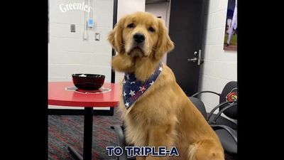 Nationals Promote Bruce the Bat Dog to the Big Leagues in Adorable Call Up Video