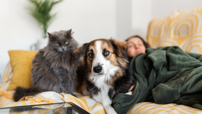How to pet-proof your rental property (and get your deposit back!)