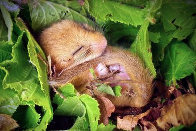 Rare hazel dormice released to create Leicestershire’s only known population