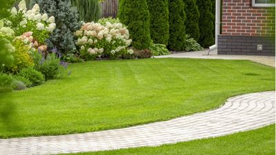 I urge you to sprinkle cinnamon on your lawn this summer – it actually works for greener grass and gets rid of ants
