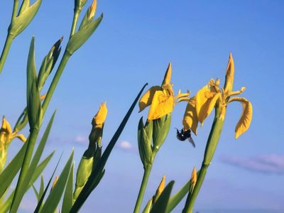 Country diary: Little miracles at my fingertips