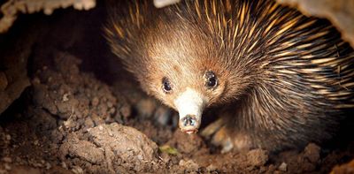 In most mammals, one gene determines sex. But 100 million years ago, platypuses and echidnas went their own way