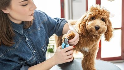 Dog nail clippers vs nail grinders: Which is best for your pup?