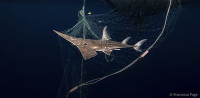 Cash for sharks: the unintended consequences of paying fishermen to release sharks caught in their nets – podcast