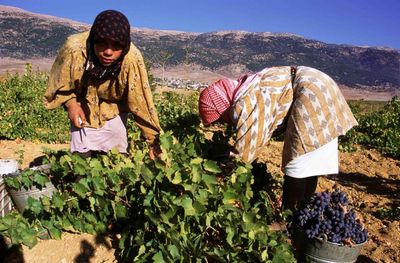 ‘The quality of Lebanese wine is absolutely incredible’