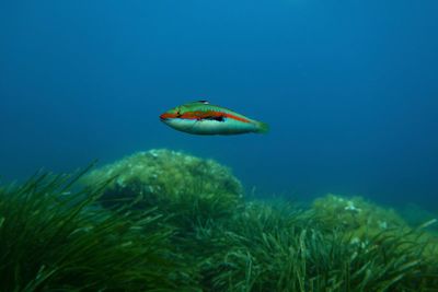Oceans have absorbed heat of 1.7 billion atomic bombs, scientists warn as UN summit opens in Nice