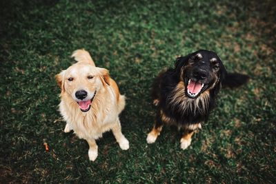 These 5 Dog Breeds Are Loved by Teachers, Nurses, and Therapists