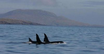 Pod of Orcas allegedly 'harassed' by speedboat off Scottish coast