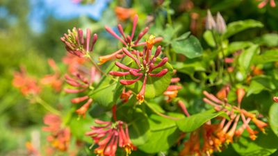 How to grow coral honeysuckle – for a fuss-free flowering vine that hummingbirds can’t resist