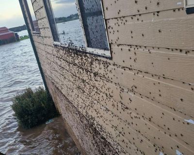 ‘Too frightened to pick things up’: NSW flood-affected residents return home to find snakes and spiders have moved in