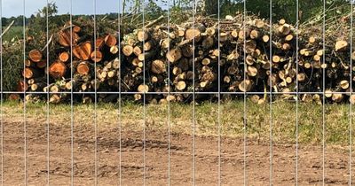 Housing developer accused of 'vandalism' after 137 trees 'massacred'