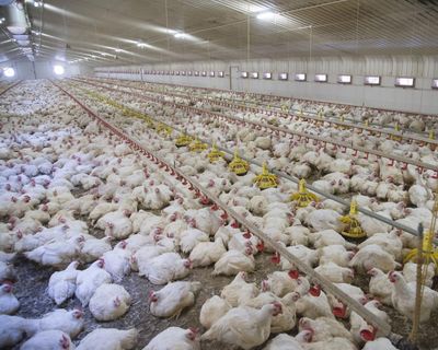 Revealed: More than 24,000 factory farms have opened across Europe
