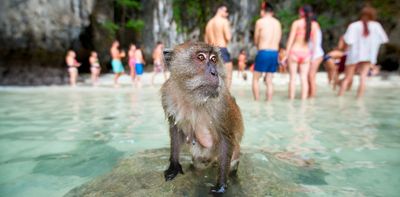 Why can’t we stop feeding monkeys? Experts explain the reasons behind a dangerous habit