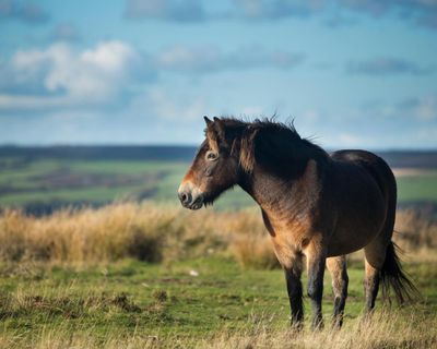 Saving Britain’s precious habitats from invasive grasses