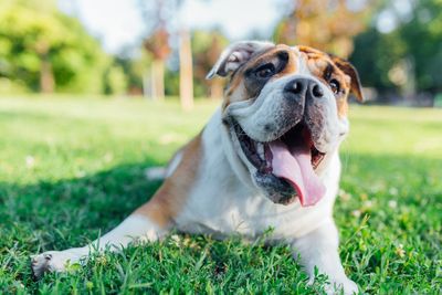 Vet issues advice and tips for keeping pets cool as heatwave approaches