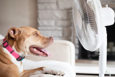 Vets issue tips for keeping pets cool during UK heatwave